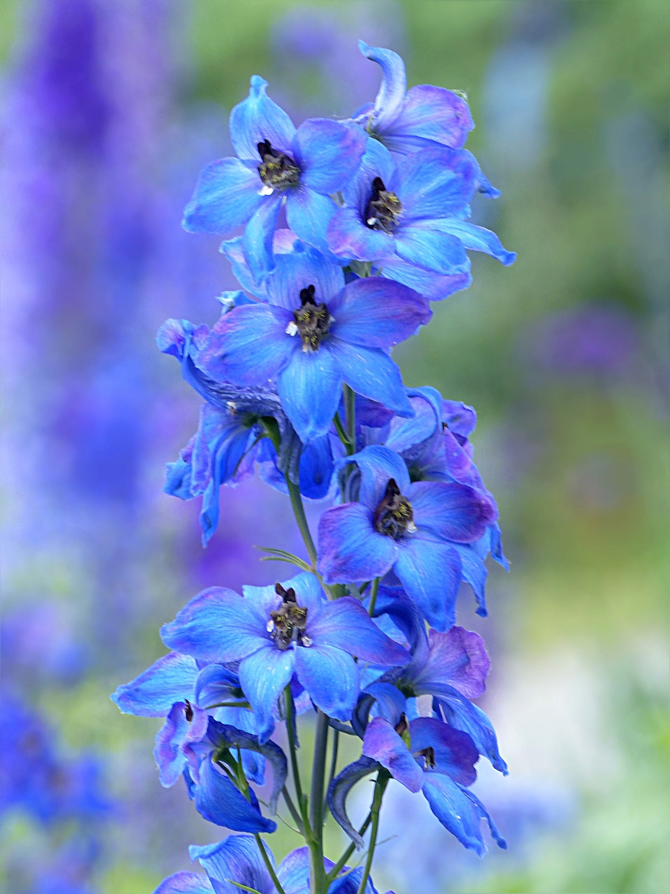 Image - plant flower larkspur delphinium