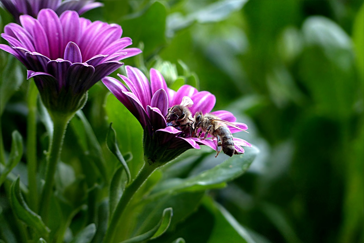 Image - plant flower bornholm marguerite