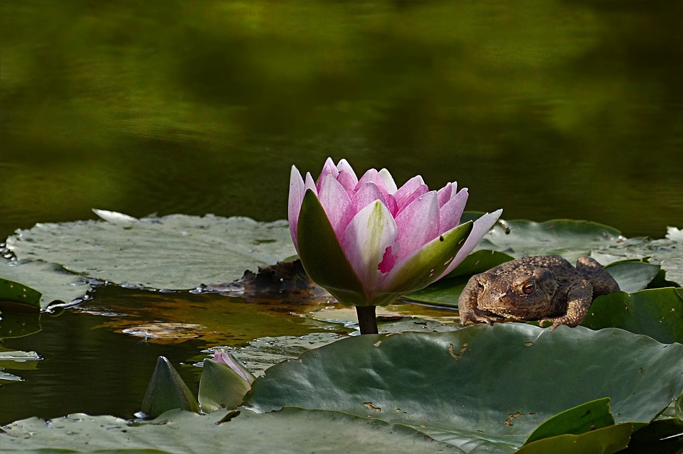 Image - plant aquatic plant water lily