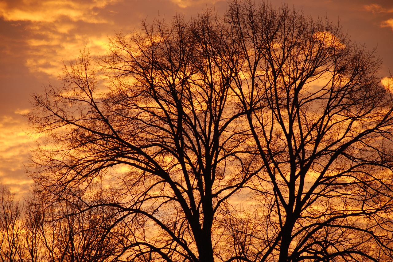 Image - sunset tree winter twilight