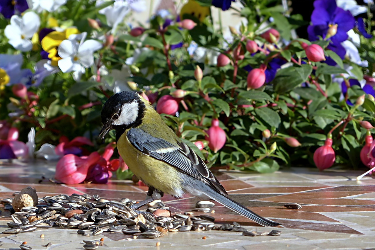Image - animal bird tit parus major young