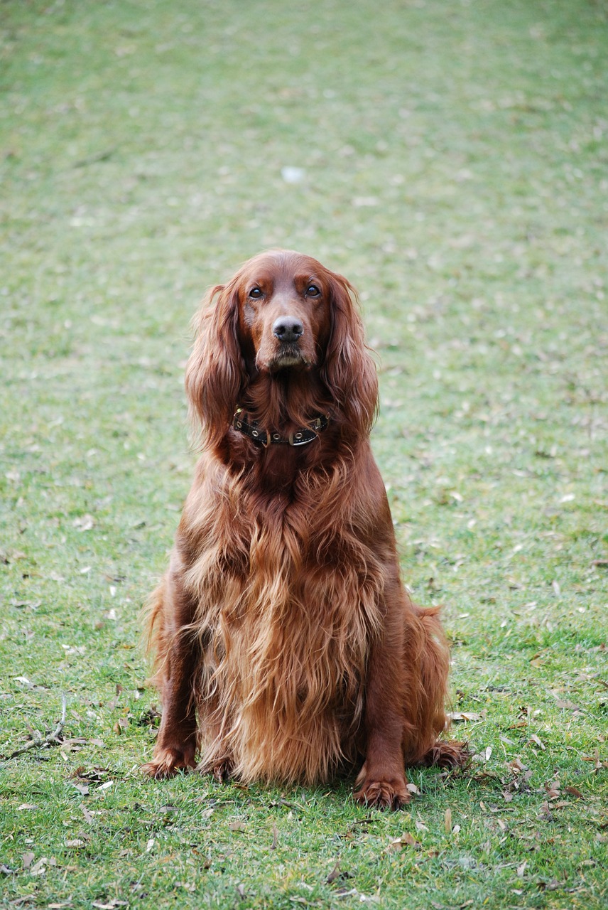 Image - dog grass animal meadow pets