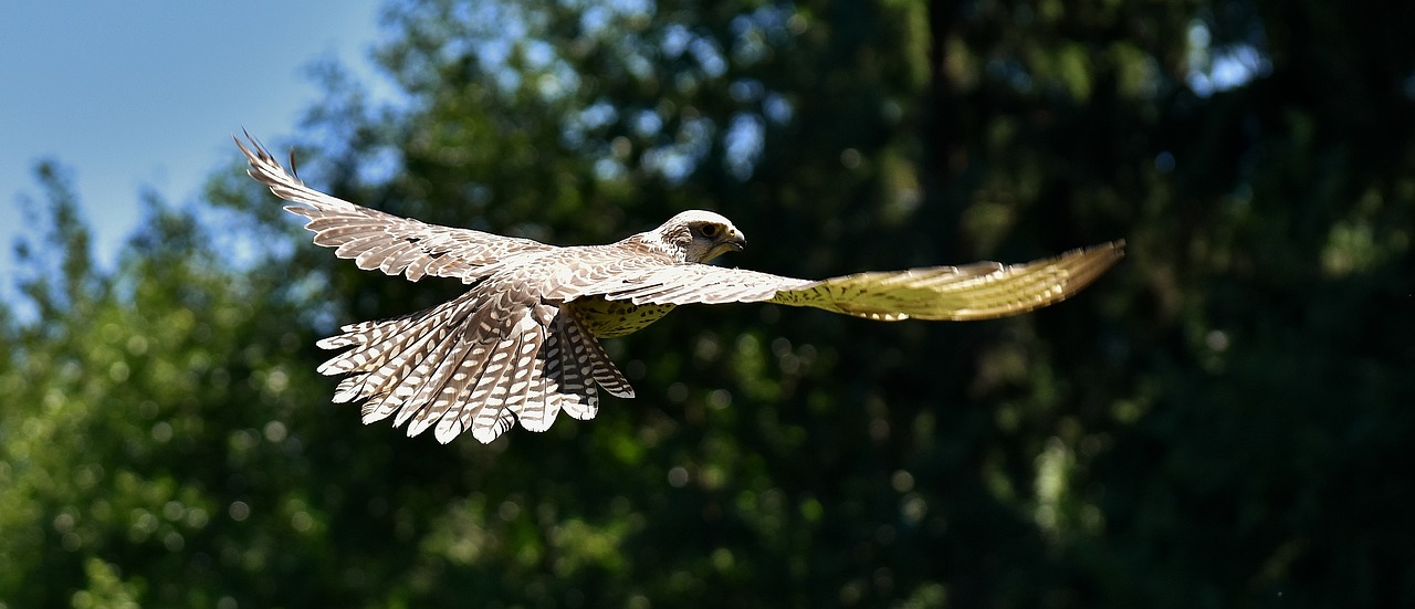 Image - falcon bird of prey