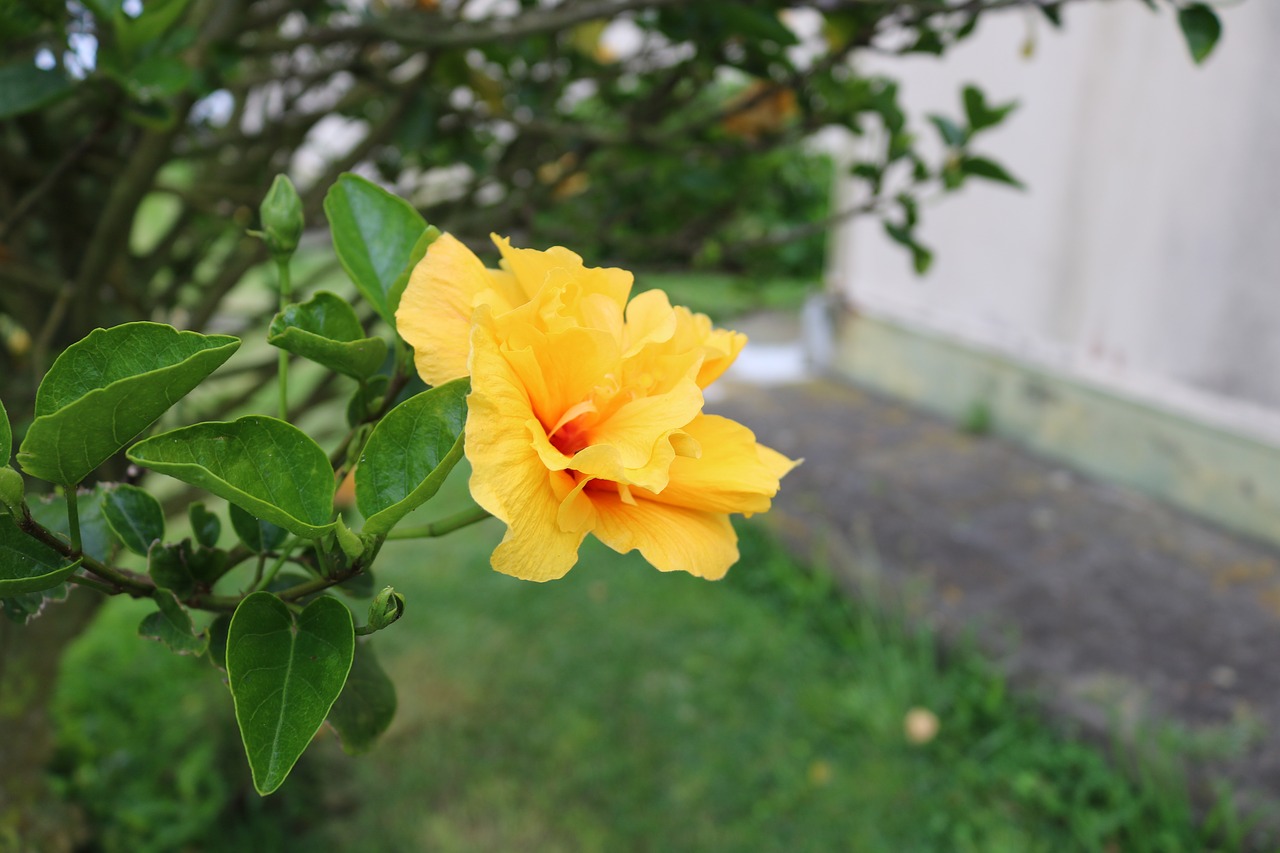 Image - comanche flower garden nature