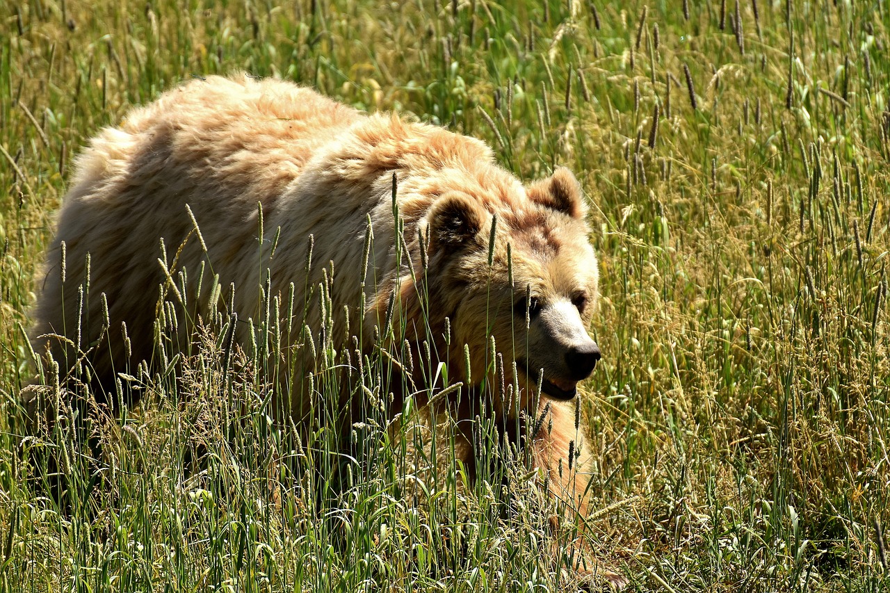 Image - european brown bear bright coat