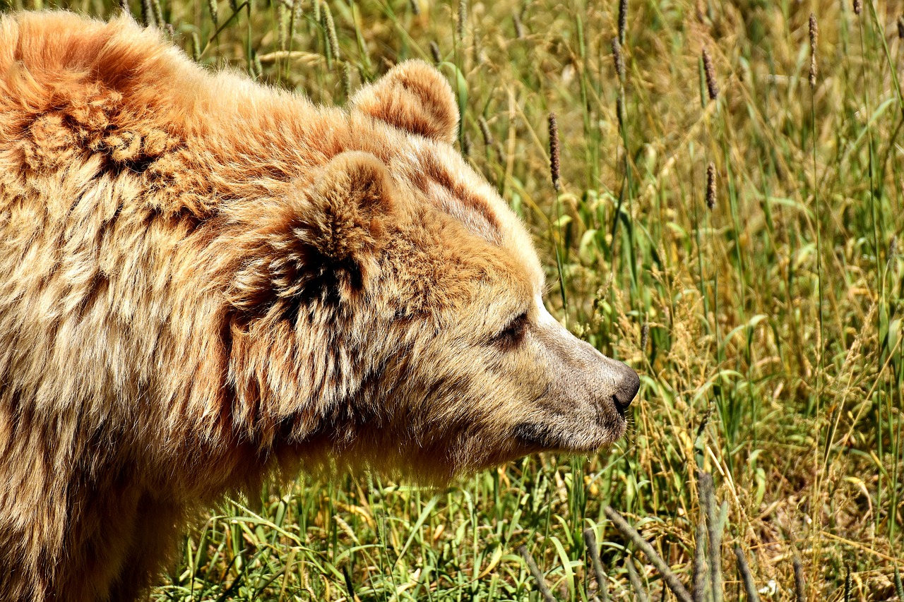 Image - european brown bear bright coat