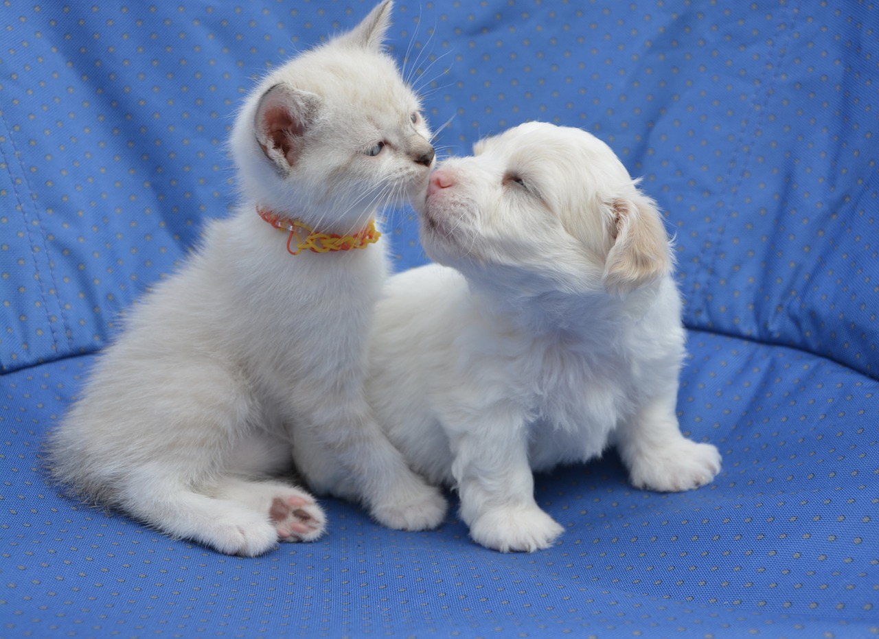 Image - dog cat puppy kitten animals