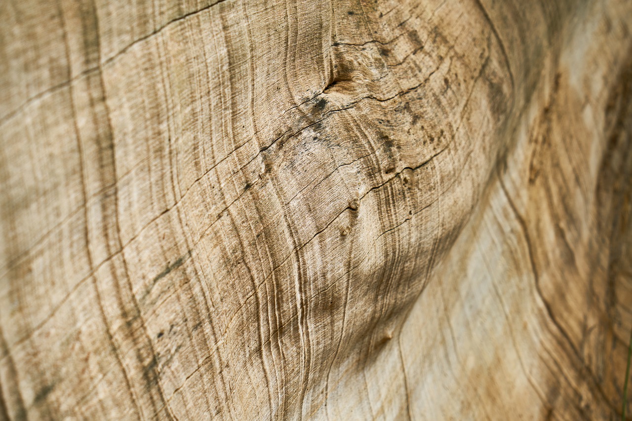 Image - abstract brown tree timber pattern