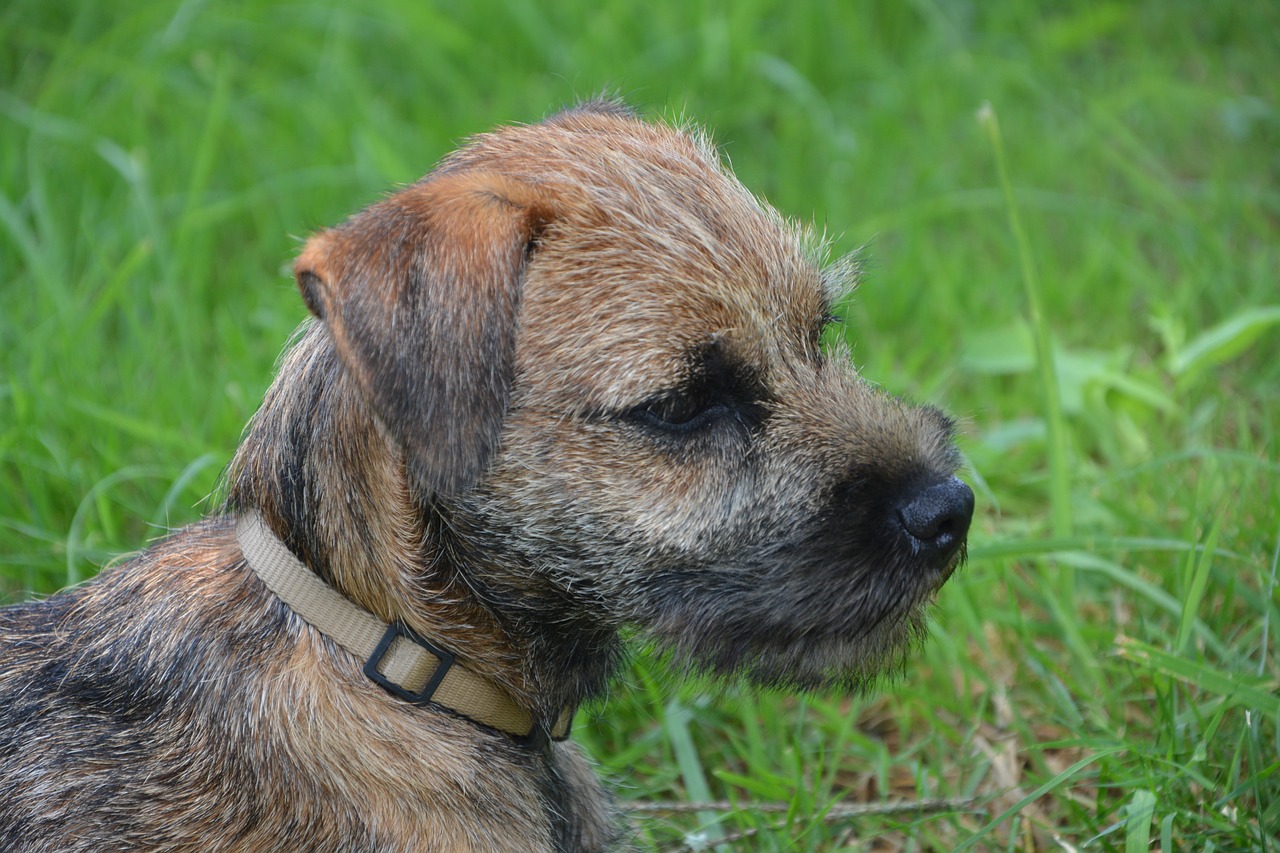 Image - dog puppy race border terrier