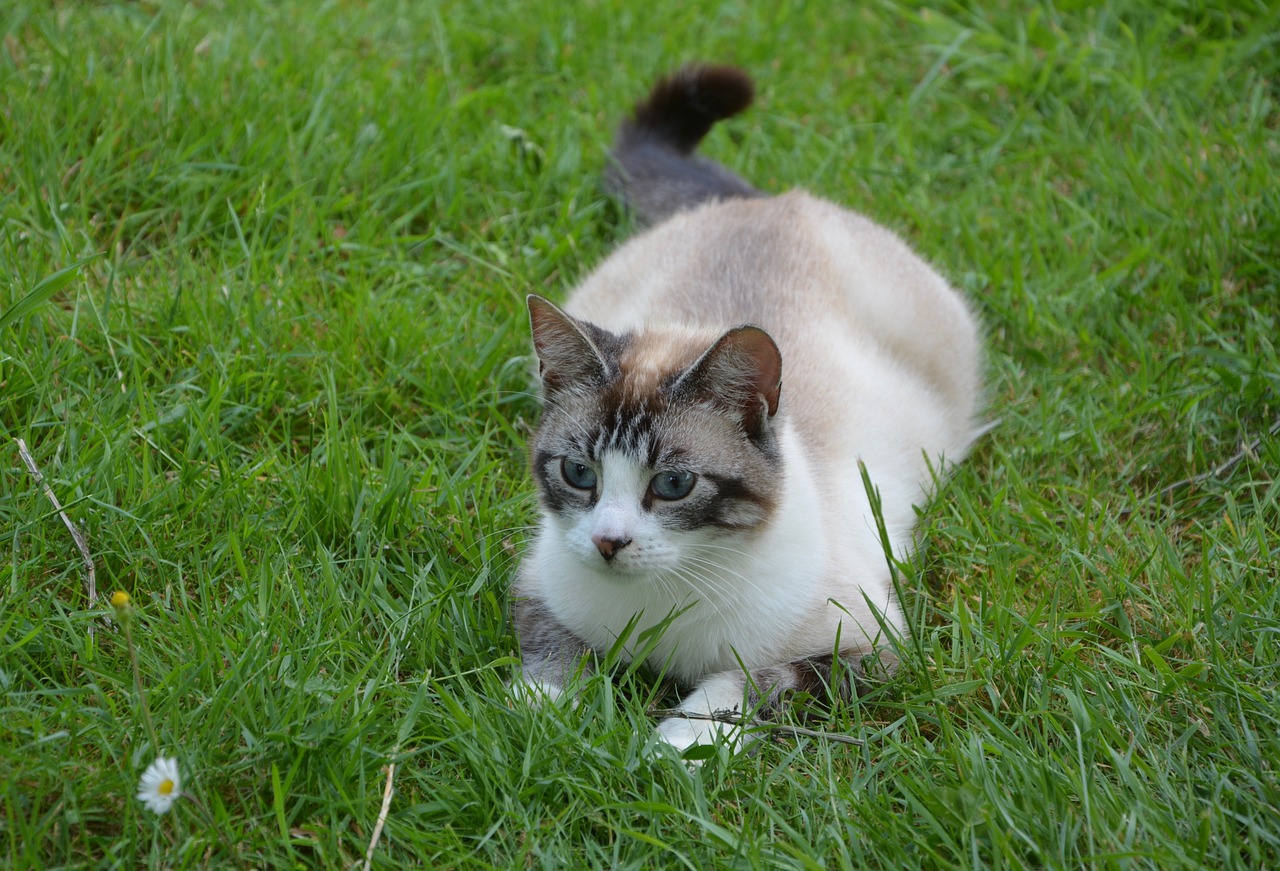 Image - cat matou feline kitty twink