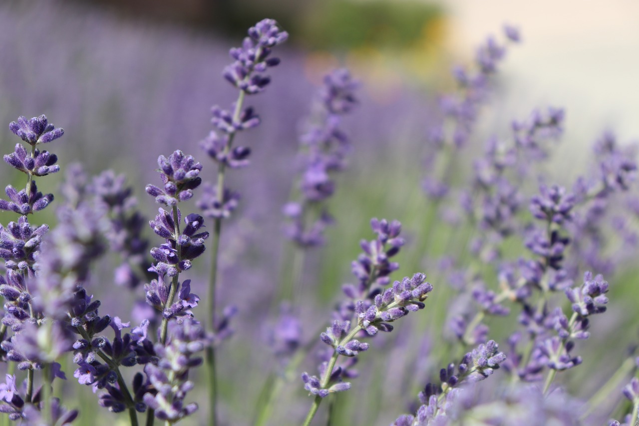 Image - lavender flowers purple herbal