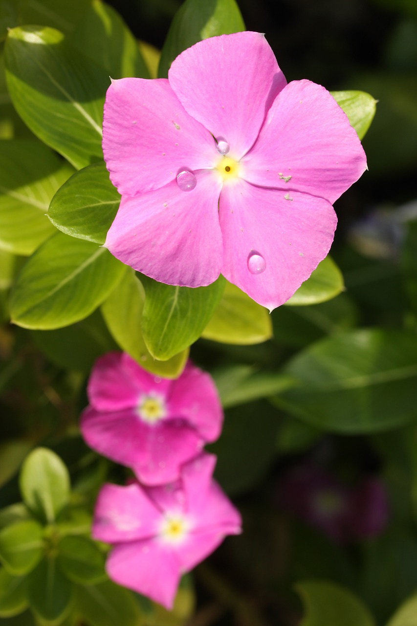 Image - flower nature spring flowers