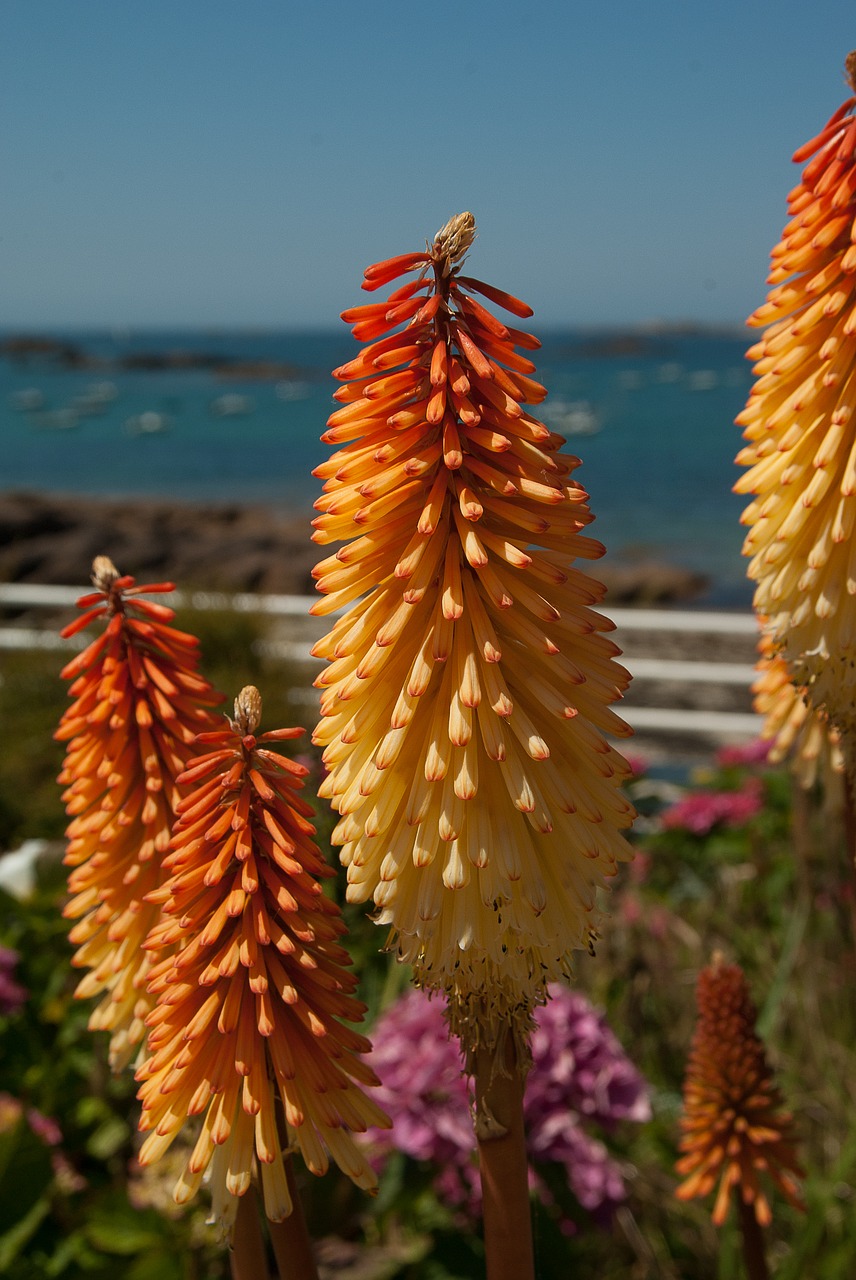 Image - flowers tritome clusters spikes