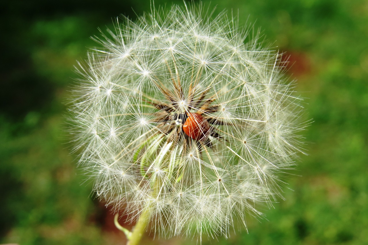 Image - ladybug insect dandelion flower