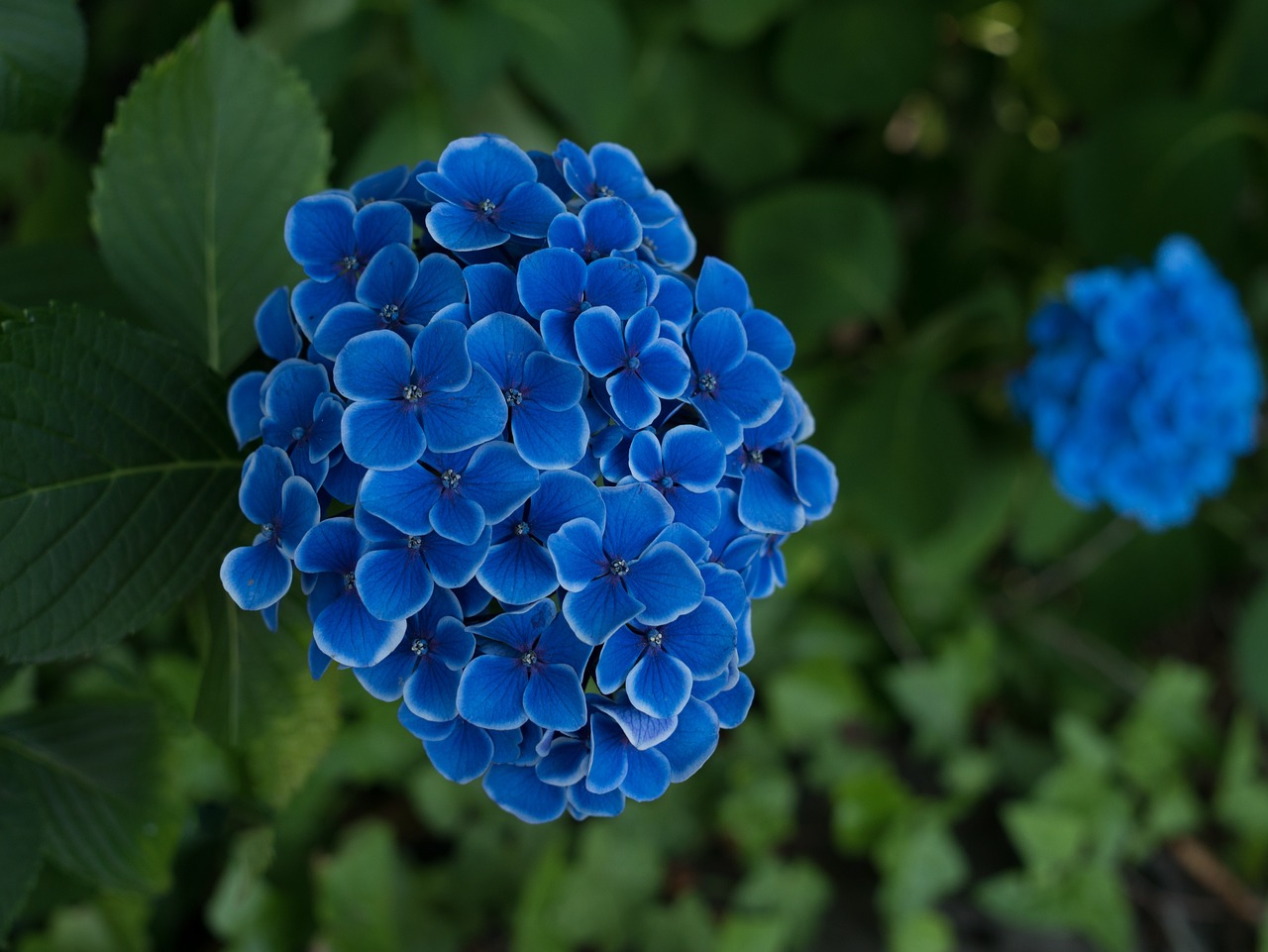 Image - hydrangea flowers rainy season