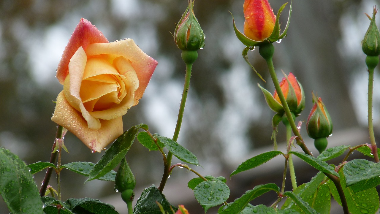 Image - roses in the rain