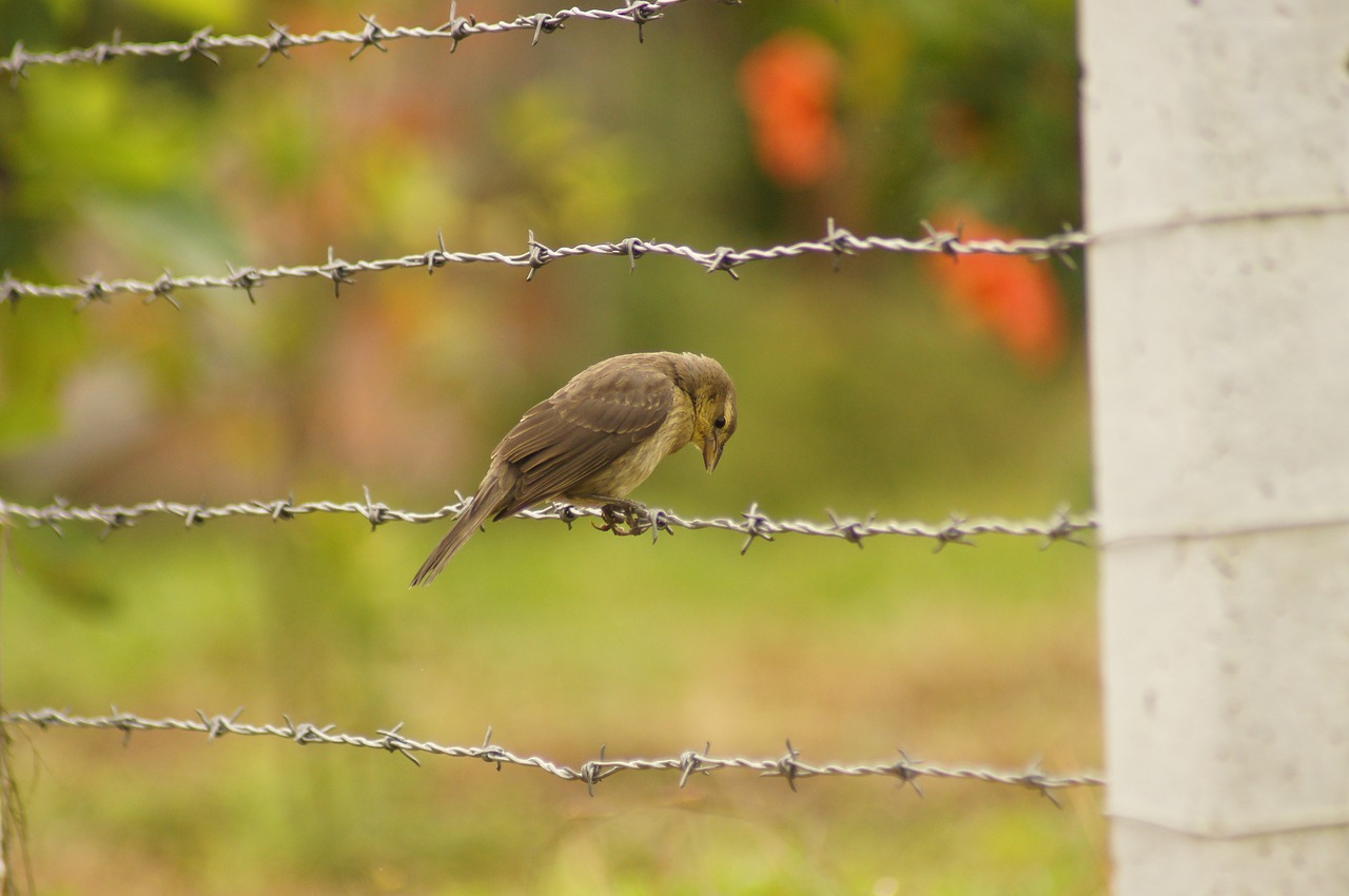Image - birds of the field armenia quindio