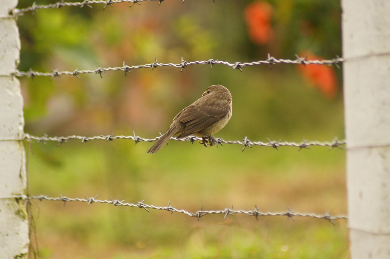 Image - birds of the field armenia quindio