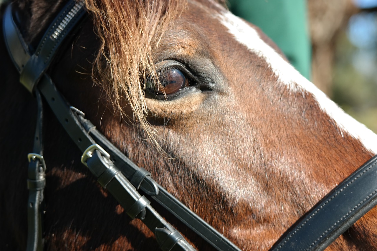 Image - horse eye equestrian riding head