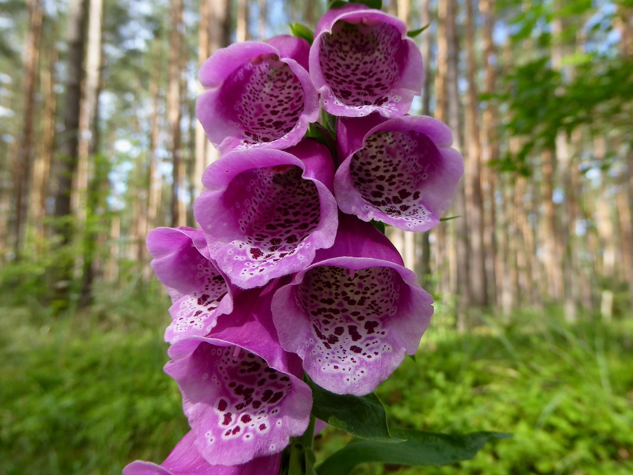 Image - thimble plant nature flowers