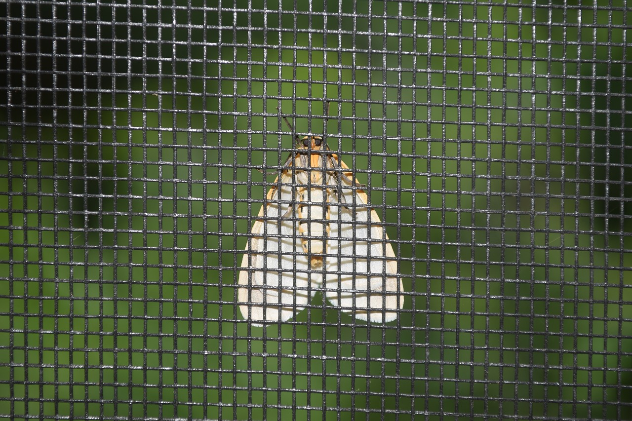 Image - moth screen green light bug wings