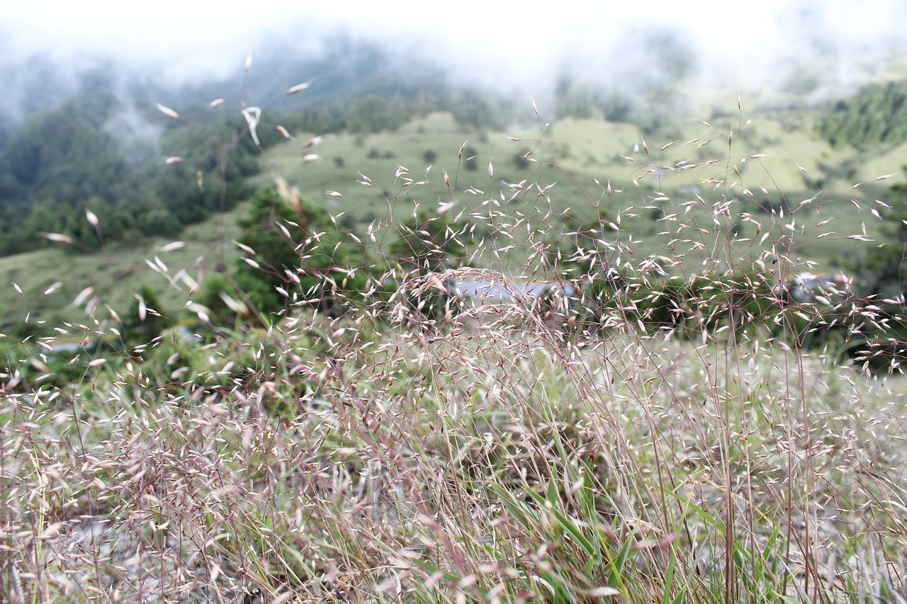 Image - alpine plants grass prospects