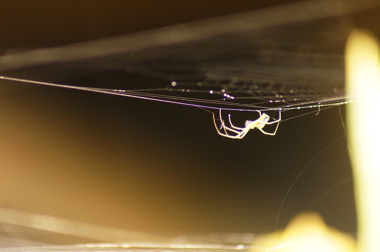 Image - insects animals birds nature the