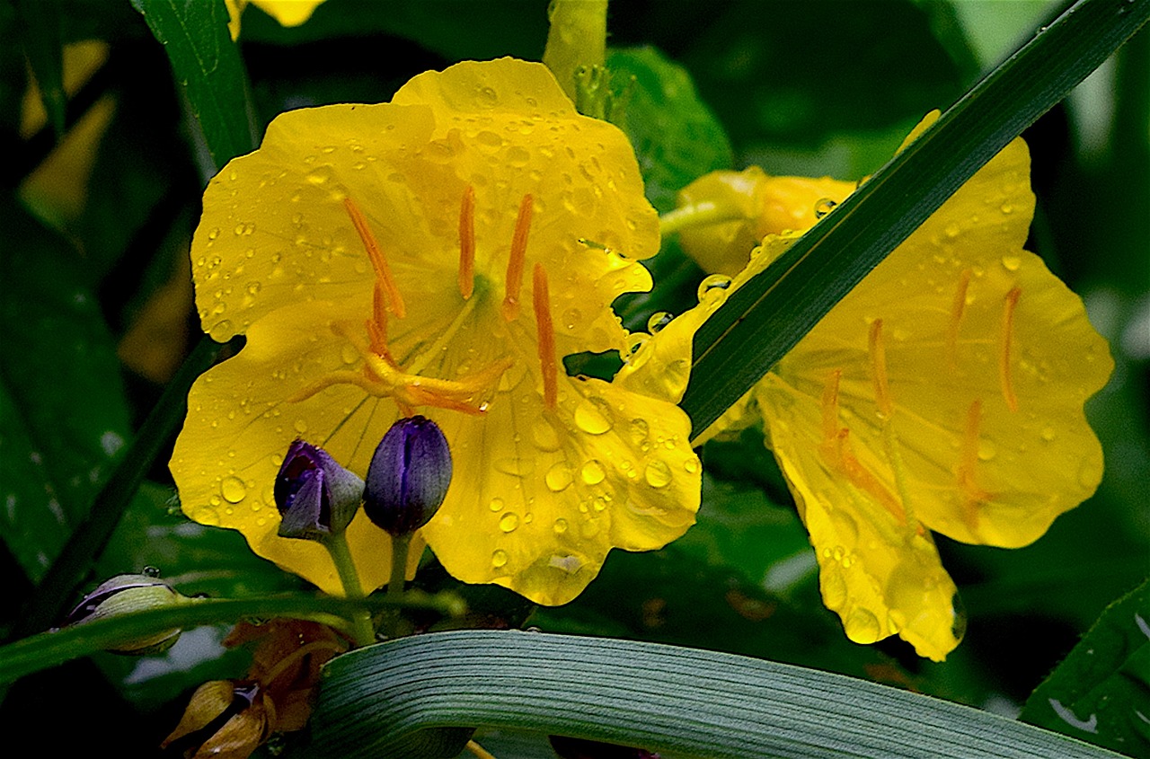 Image - flower yellow petal dew rain drop