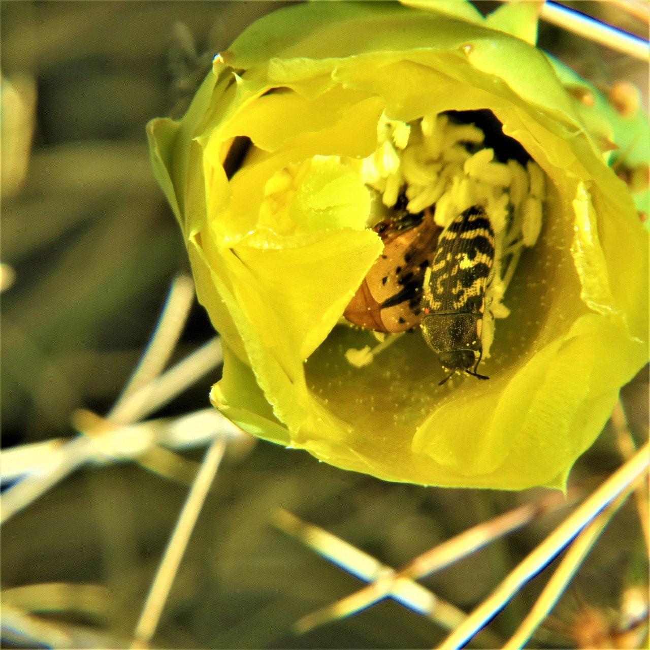 Image - cactus insect yellow flower hiking