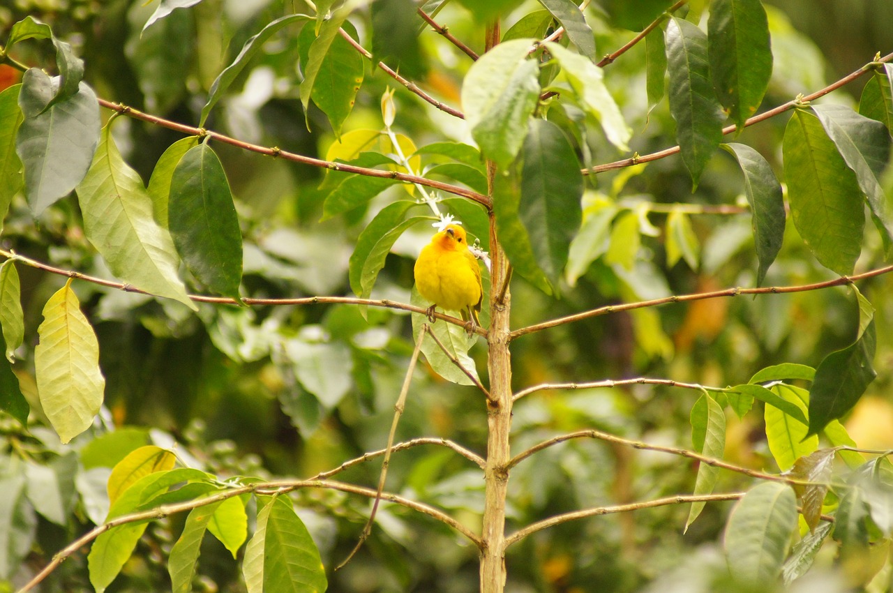 Image - birds quimbaya quindio colombia