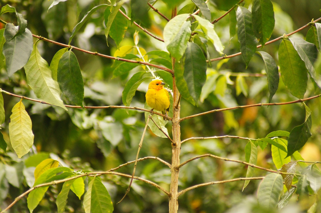 Image - birds quimbaya quindio colombia