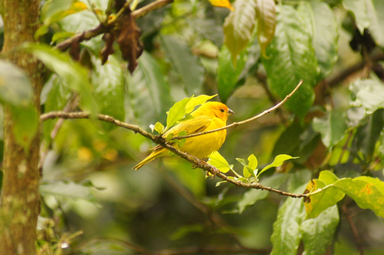 Image - birds quimbaya quindio colombia