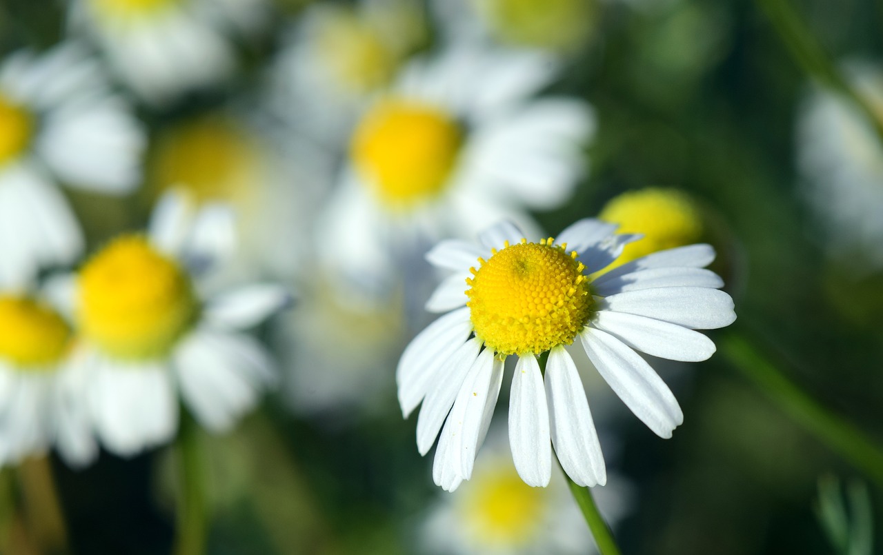 Image - chamomile chamomile flower