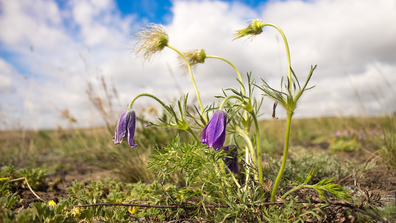 Image - flowers spring plant nature heat