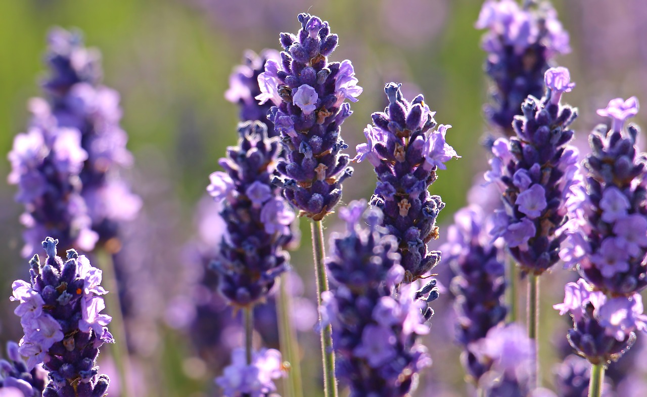 Image - lavender flower purple violet