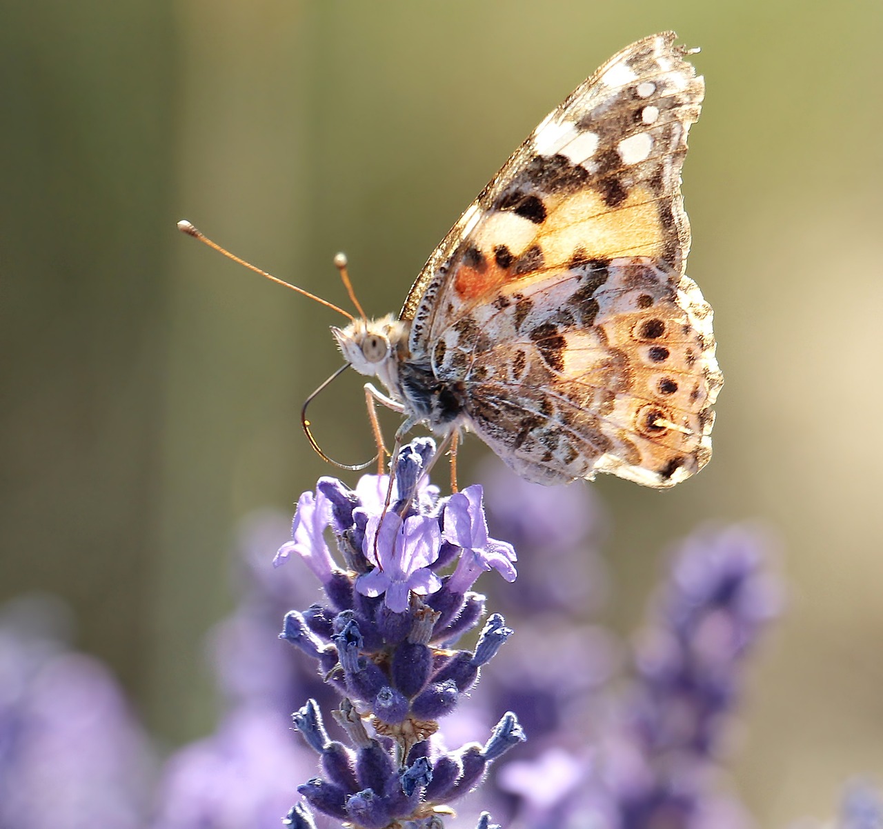 Image - lavender butterfly nature plant