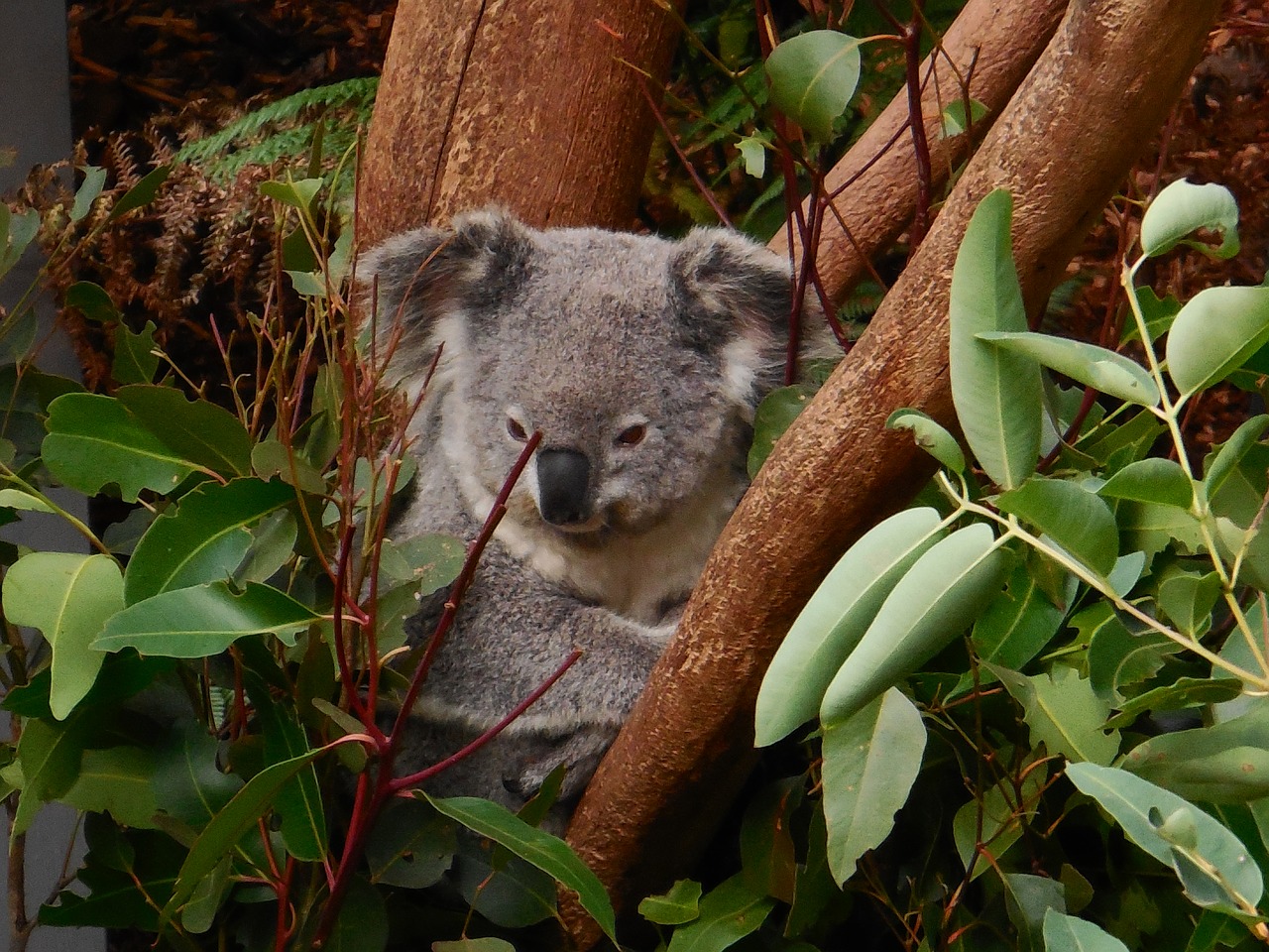 Image - koala cute animal wildlife zoo