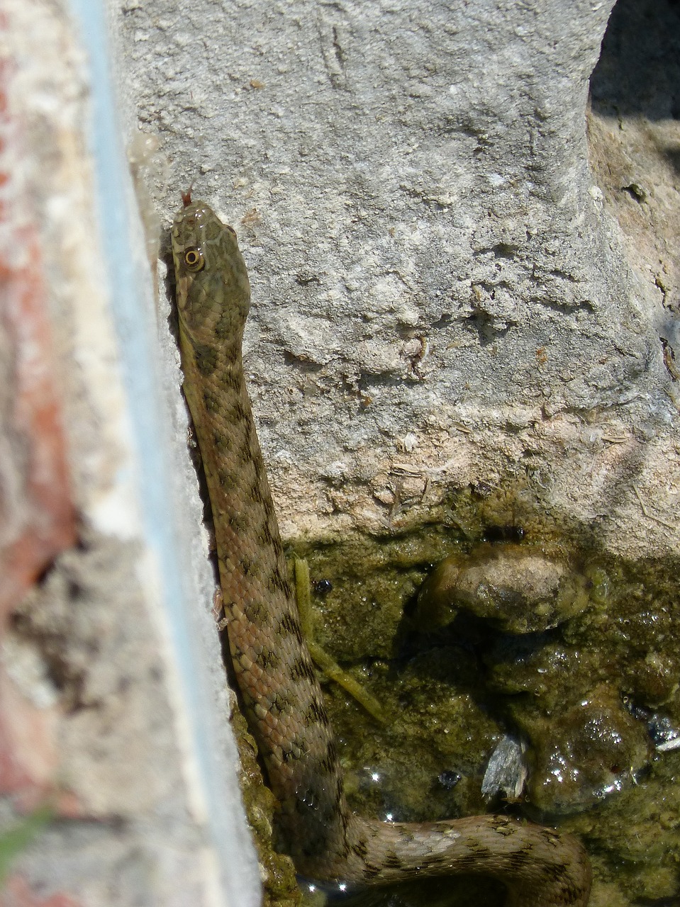 Image - water snake snake raft stalking