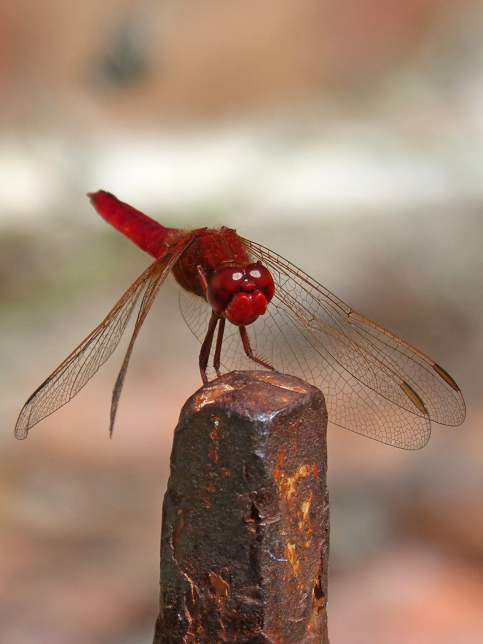 Image - erythraea crocothemis red dragonfly