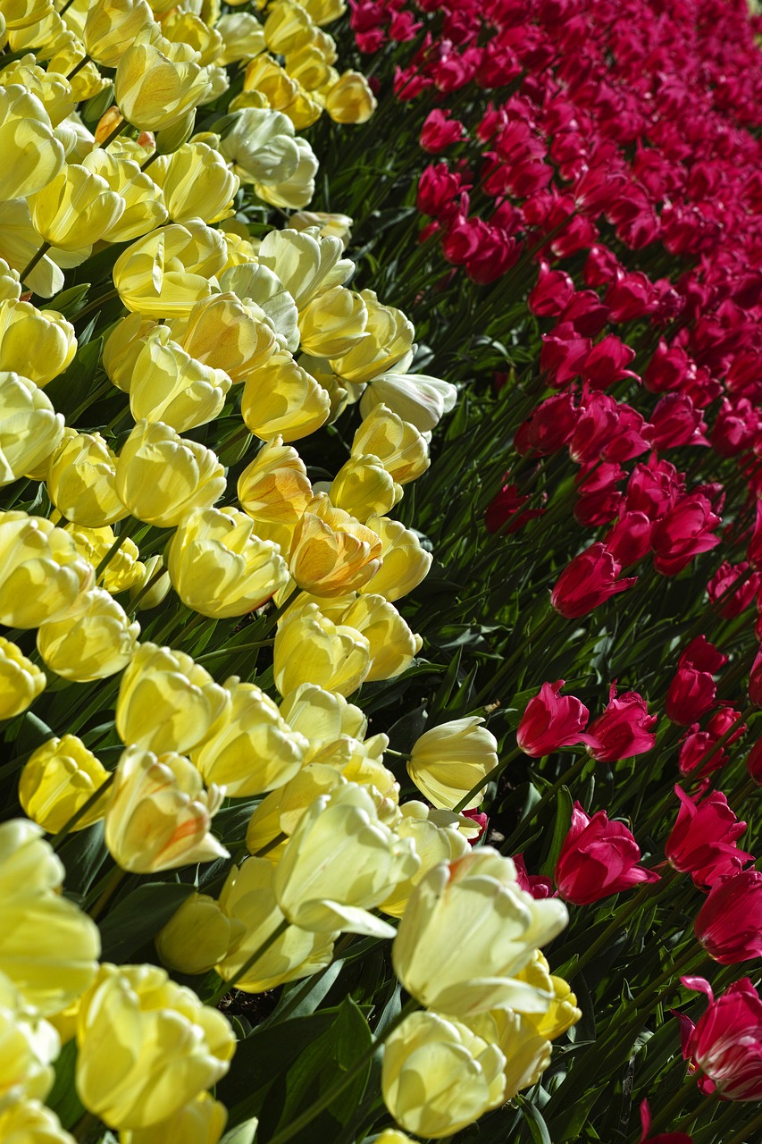 Image - tulips flower tulip festival