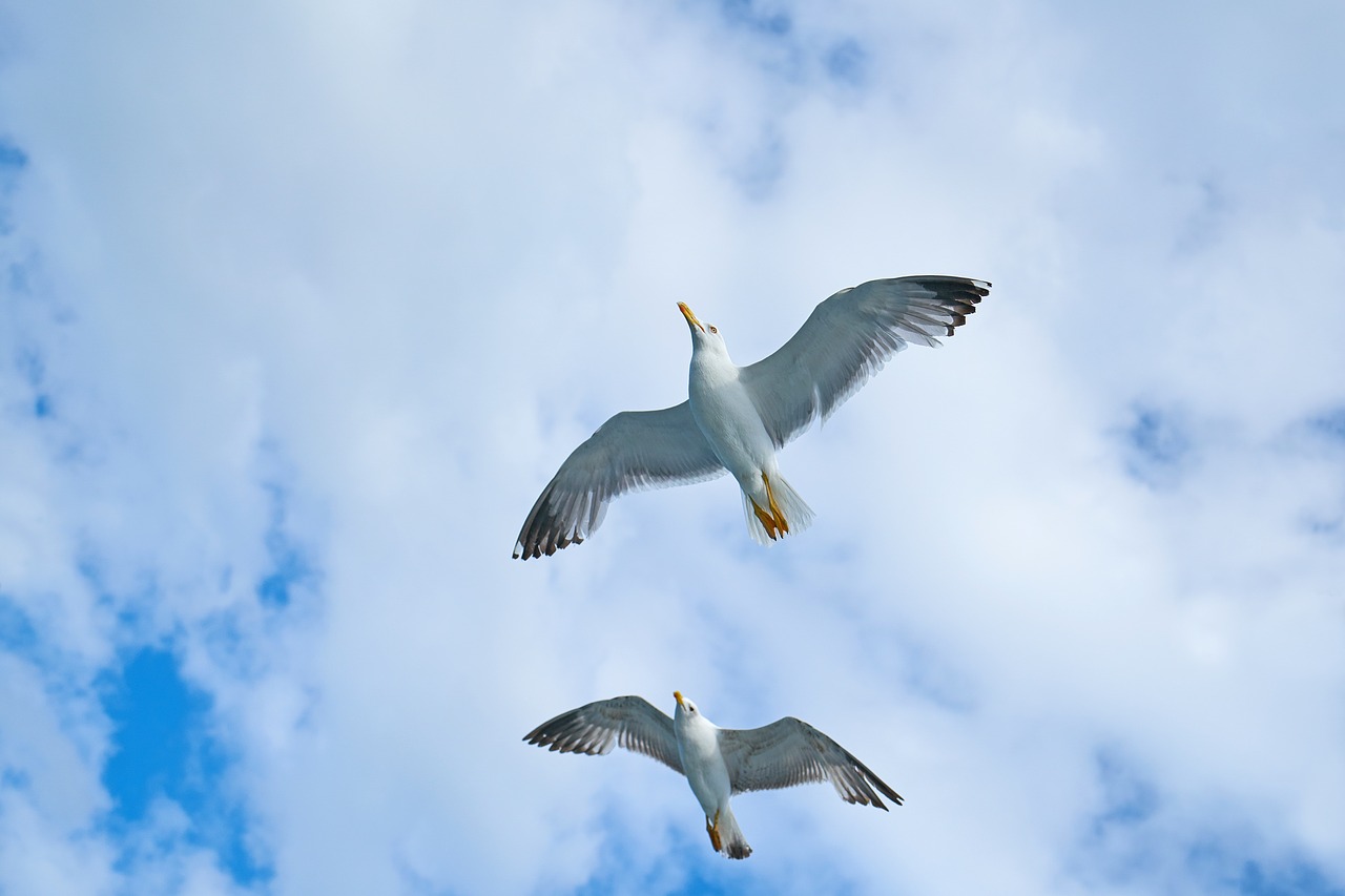 Image - seagull bird gulls day birds