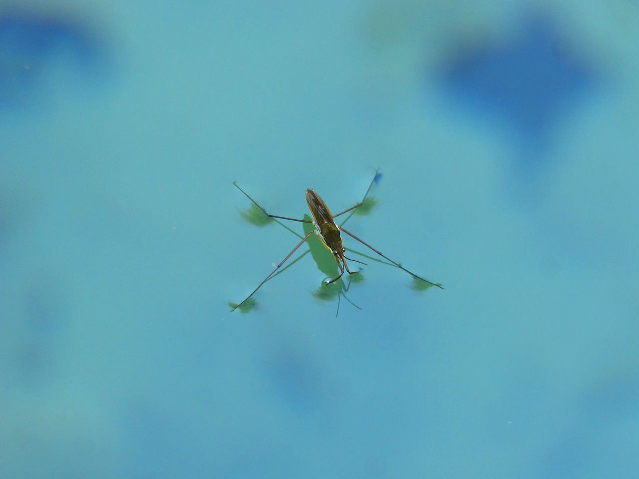 Image - guerrido sabater gerridae pond