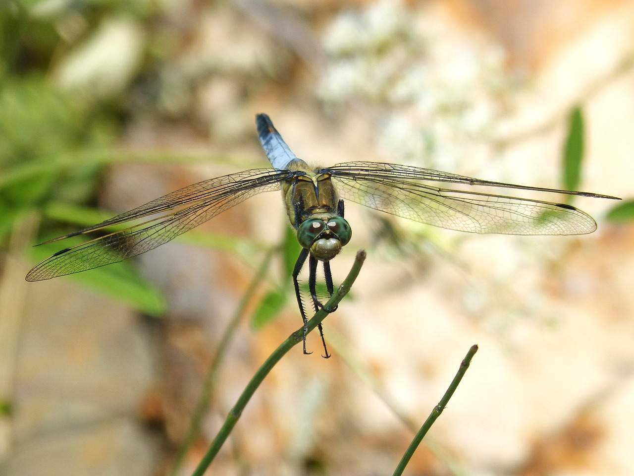 Image - dragonfly branch wetland