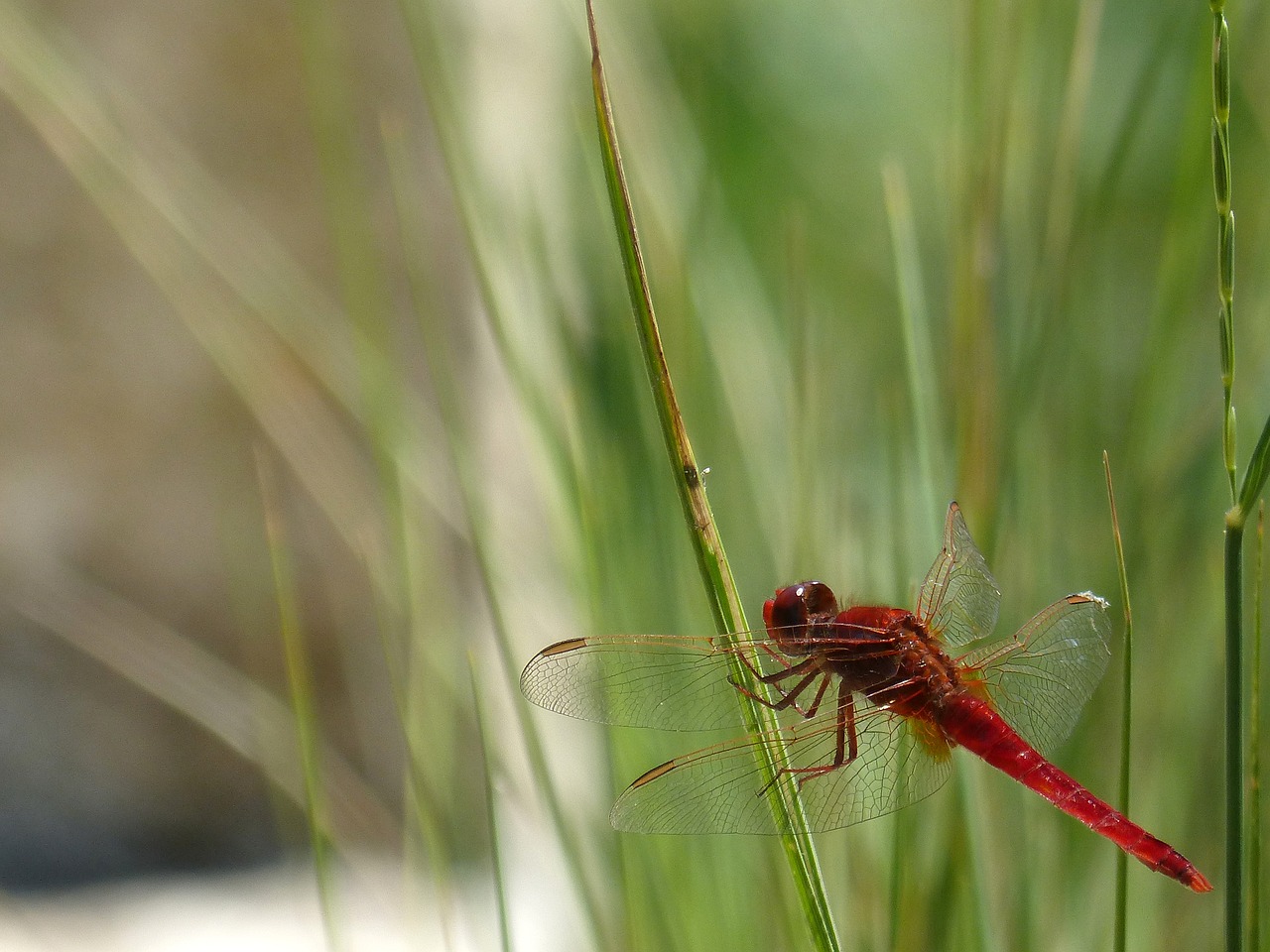 Image - erythraea crocothemis red dragonfly