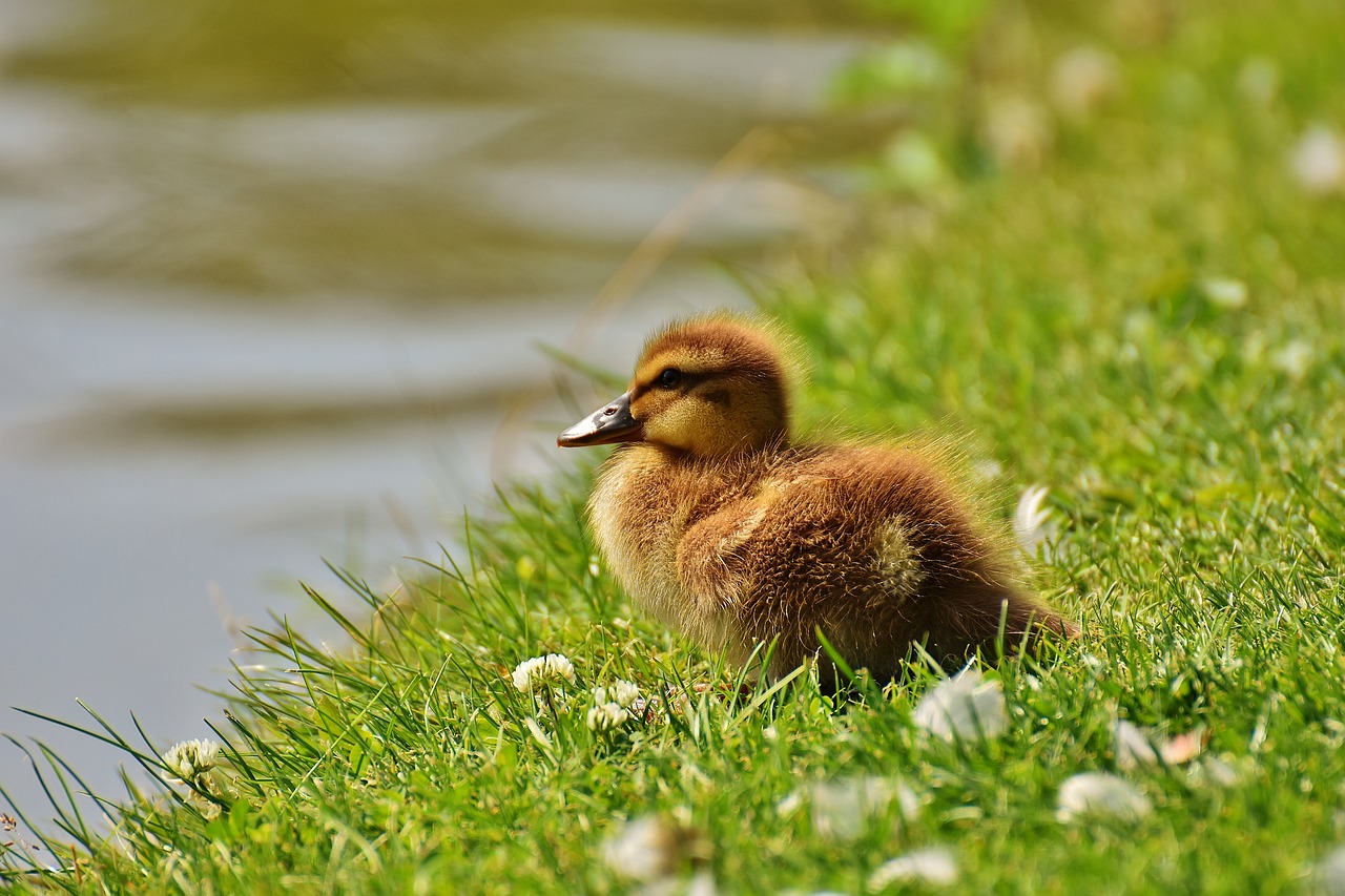 Image - chicks ducklings mallard cute bird