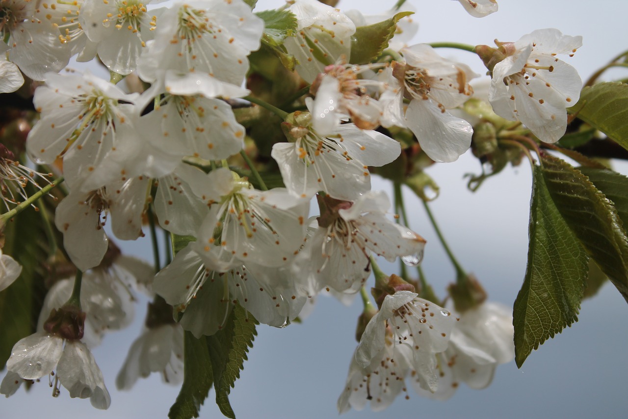 Image - flowers rain white tree bloom