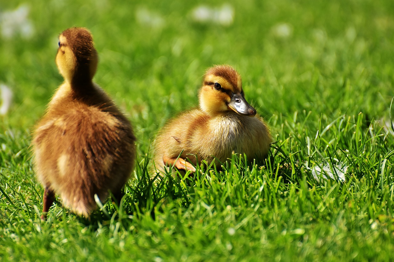 Image - chicks ducklings sleep mallard