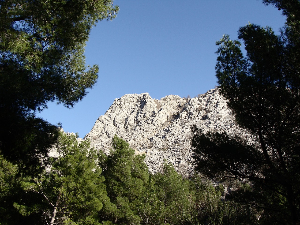 Image - mountain view peak pine tree pine