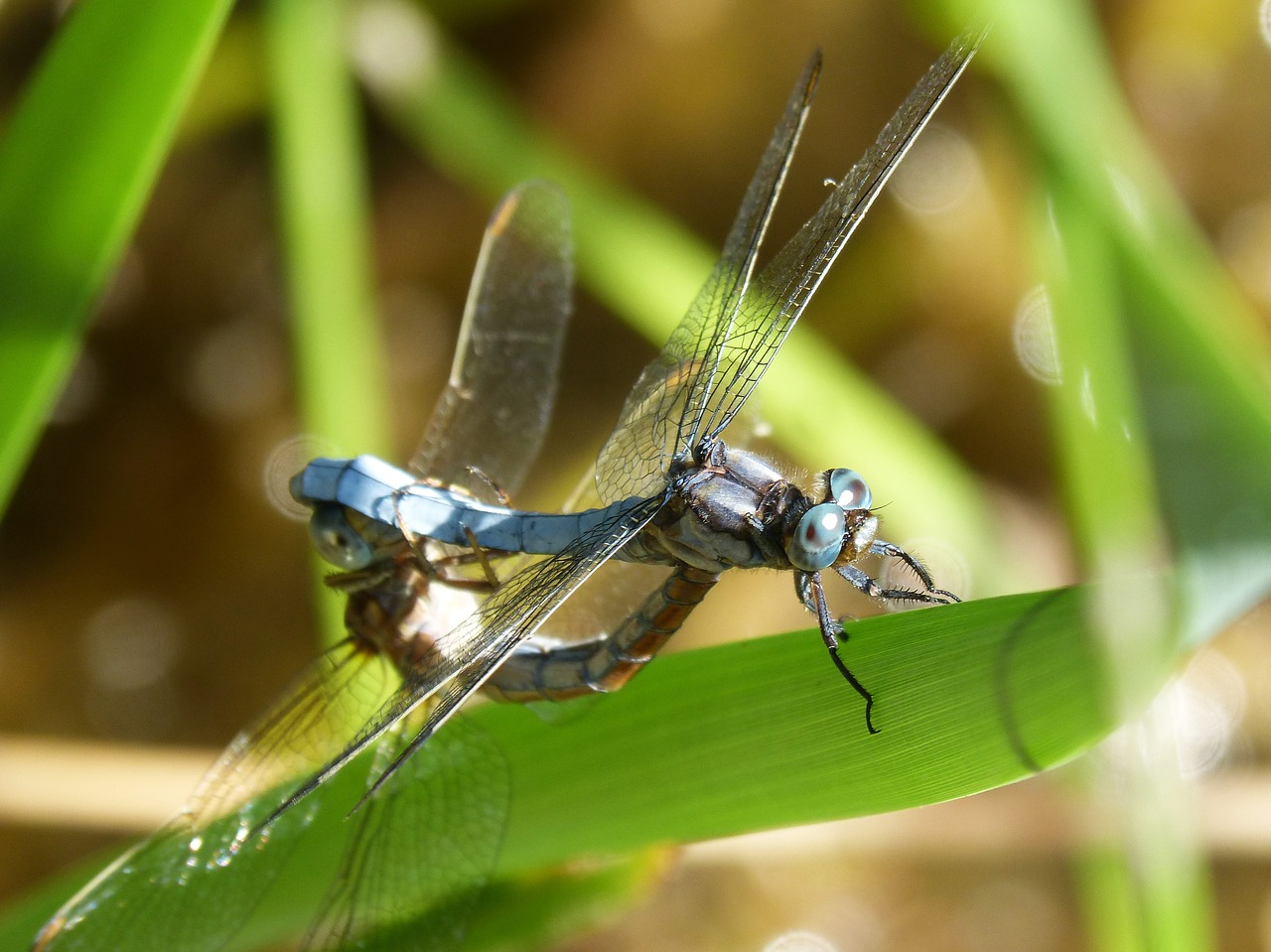 Image - dragonfly blue dragonfly couple