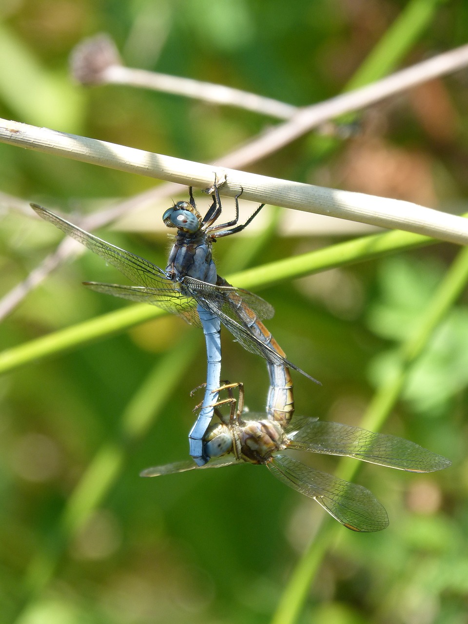 Image - dragonfly blue dragonfly couple